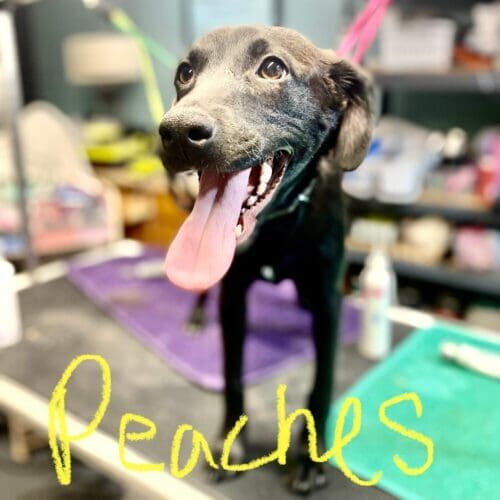 Dog named Peaches receiving nail trimming and grinding during a grooming visit in Glendale Arizona.