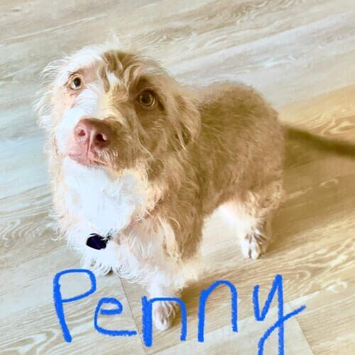 Terrier mix named Penny receiving overnight in-home pet sitting care in Glendale Arizona