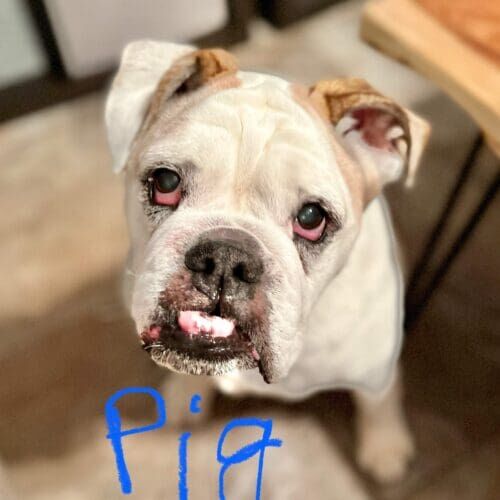 English bulldog named Pig participating in in-home dog training in Phoenix Arizona