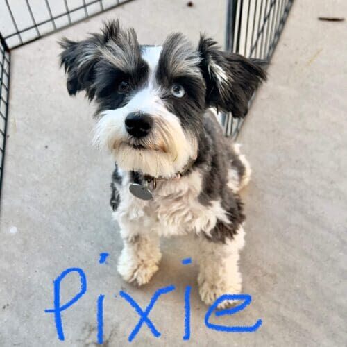 Dog named Pixie receiving short-term drop-in pet sitting visits in Glendale Arizona