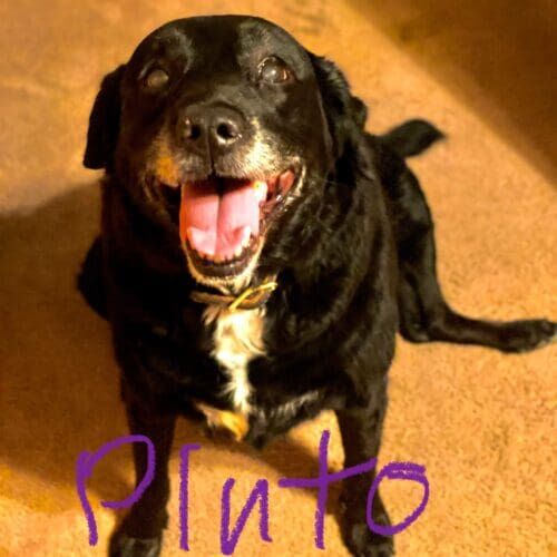 Dog named Pluto receiving in-home pet sitting care from a bonded and insured pet sitter in Glendale Arizona