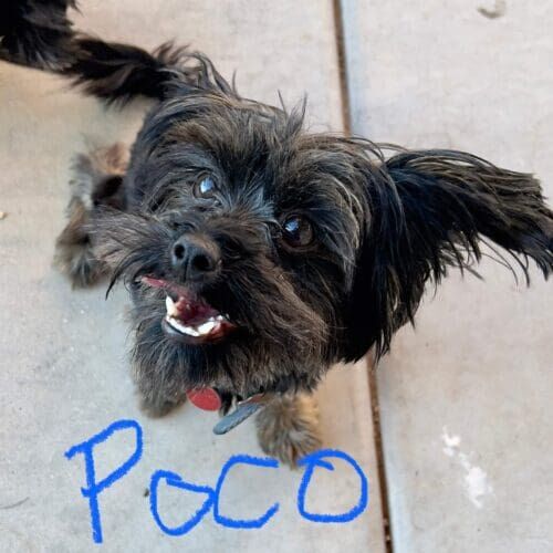 Dog named Poco receiving short pet sitting visits in Glendale Arizona