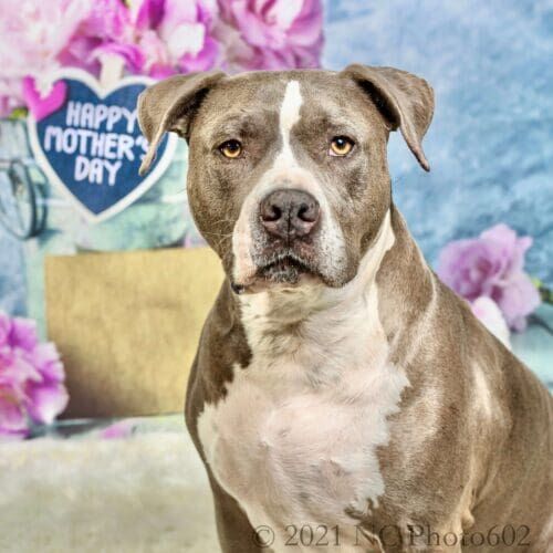 Kristie Halverson's personal dog, a blue nose bully mix, sitting during a Mother's Day photoshoot in Glendale, AZ.