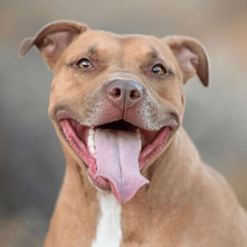 Vesta a red nose pitbull and long term pet sitting client sits nicely and smiles during her professional dog photo shoot in Glendale, AZ with FurBabies & Friends.