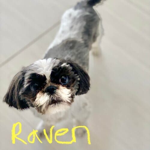 Senior Shih Tzu named Raven receiving pet sitting care in Glendale Arizona