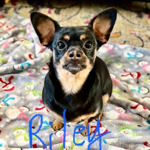 Miniature pinscher mix named Riley working on behavior modification training at home in Phoenix Arizona