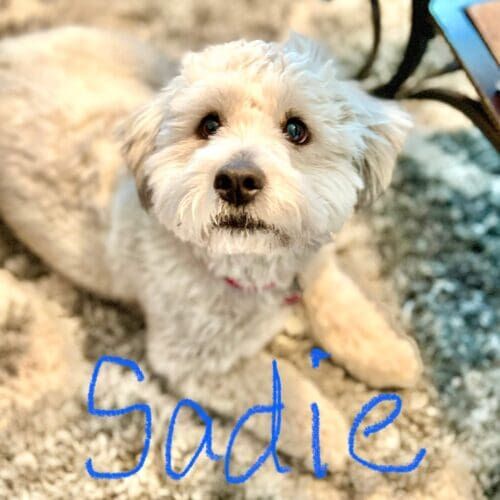 Dog named Sadie receiving overnight in-home pet sitting care in Anthem Arizona