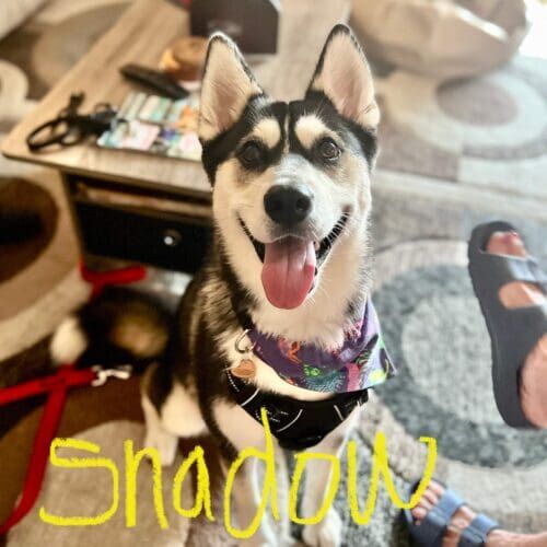 Husky puppy, Shadow, was struggling with potty training, but got back in the right track after a few positive puppy potty training sessions in Glendale, AZ.