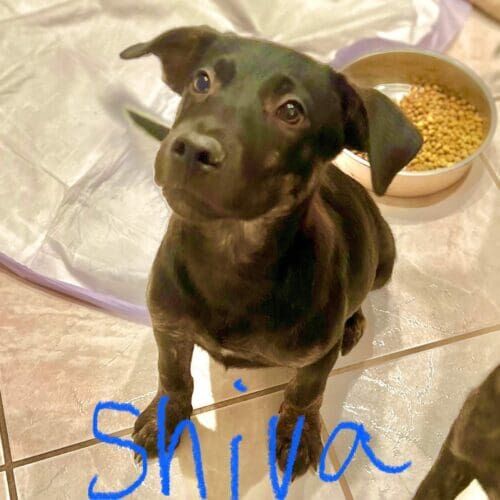 Shepherd mix foster puppy Shiva waits for some extra special treats in her new foster home.
