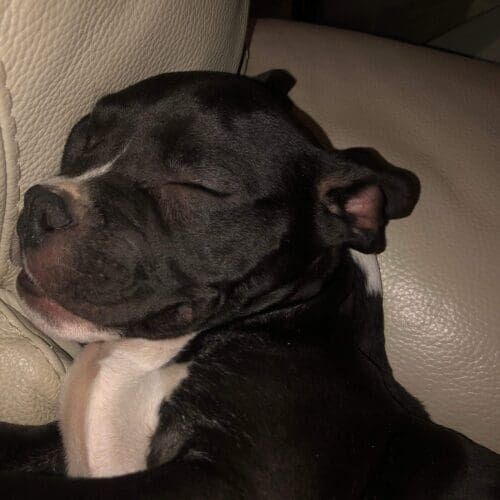 Black pitbull foster puppy, Lizzo, sound asleep after her first day at her new foster home.