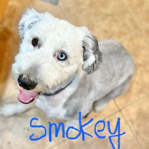 Old English sheepdog named Smokey working on leash reactivity training in Peoria Arizona