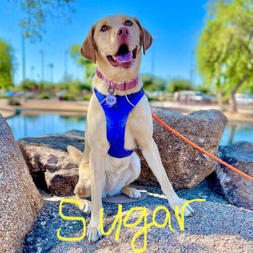 Yellow lab named Sugar participating in group dog training class in Glendale Arizona