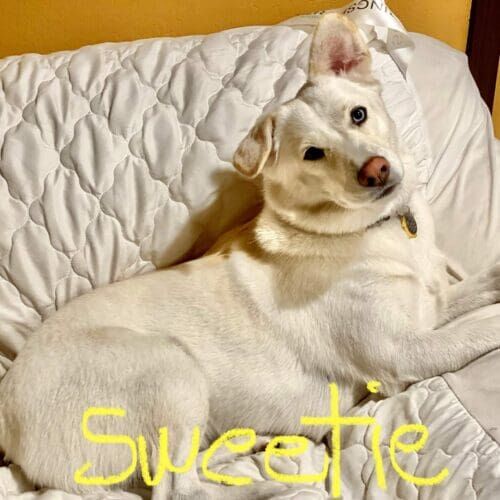 Husky mix named Sweetie receiving drop-in pet sitting visits in Glendale Arizona