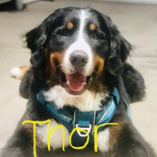 Bernese Mountain Dog puppy named Thor receiving a grooming session in Glendale Arizona.