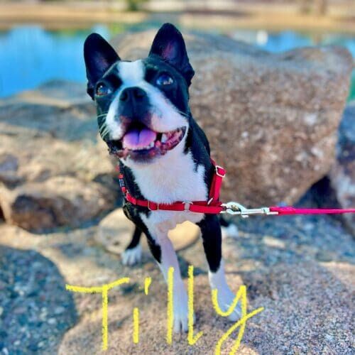 Boston terrier named Tilly participating in group dog training class in Peoria Arizona