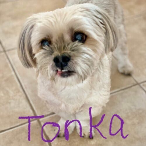 Dog named Tonka receiving live-in pet sitting care in Anthem Arizona