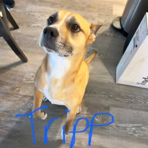 Pitbull German shepherd mix named Tripp receiving overnight in-home pet sitting care in Peoria Arizona