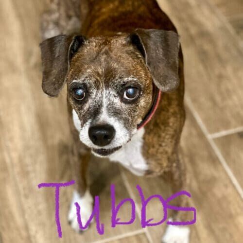 Boston terrier named Tubbs receiving short-term in-home pet sitting care in Glendale Arizona