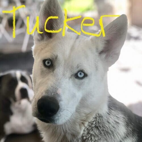 Husky named Tucker staying during a dog boarding visit in Glendale Arizona