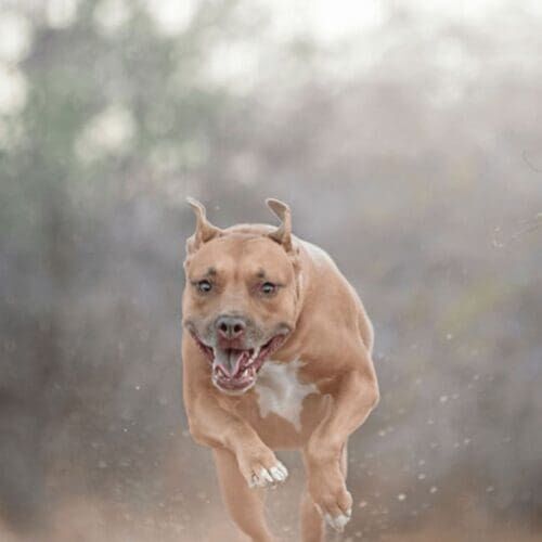 Vesta the red nose pitbull had a blast during her professional dog photo shoot in Glendale, AZ.