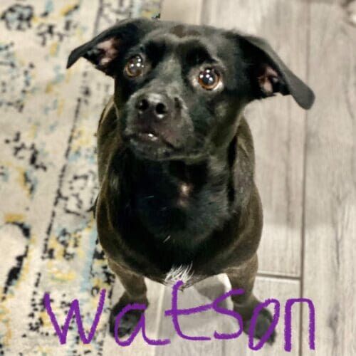 Dog named Watson working on behavior modification training to reduce excessive barking in Phoenix Arizona