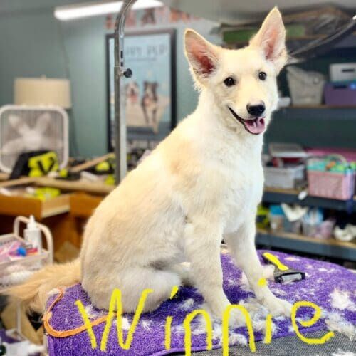 Dog after a bath during a grooming visit in Glendale Arizona.