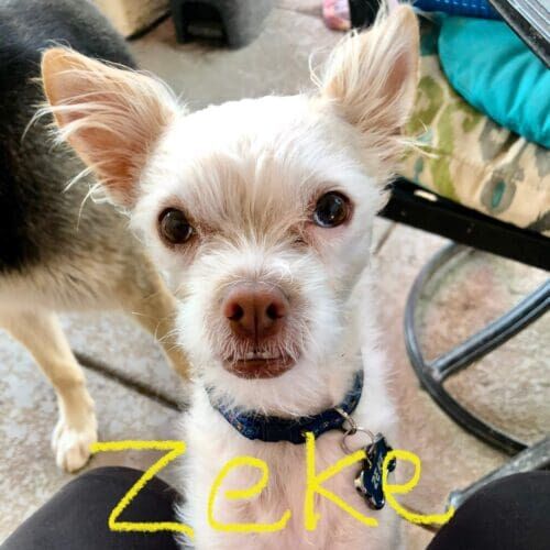 Dog named Zeke participating in a socialization training session in Glendale Arizona