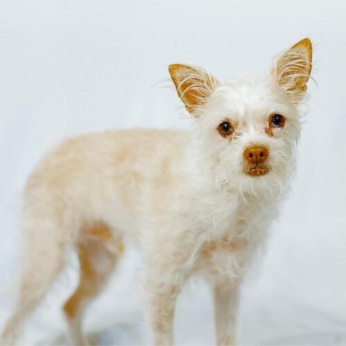 Small white dog receives in home pet sitting, requests for pet sitter help should be done as soon as possible per Furbabies & Friends pet sitting policies. Small white dog receives in home pet sitting, requests for pet sitter help should be done as soon as possible per Furbabies & Friends pet sitting policies.