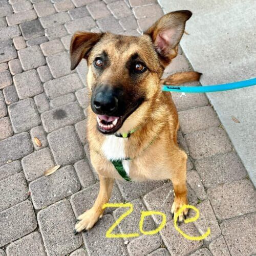 Dog named Zoe working on reducing leash pulling and improving loose leash walking skills in Glendale Arizona