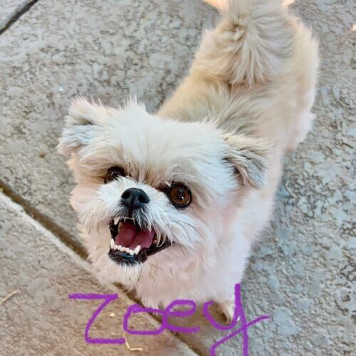 Small dog named Zoey staying during a boarding visit in Glendale Arizona