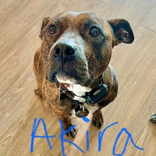 Pitbull named Akira enjoying daily dog walking sessions in Phoenix Arizona