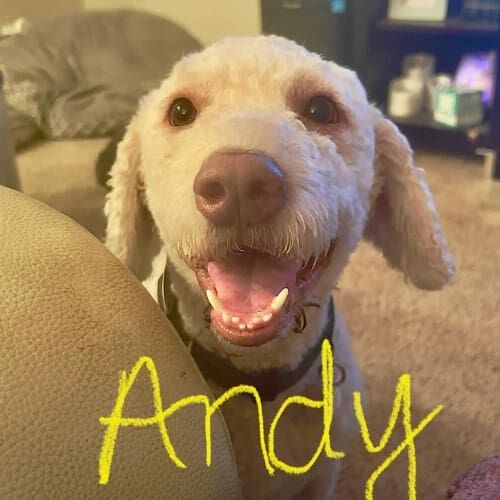 Labradoodle named Andy working on leash reactivity and polite walking manners in Phoenix Arizona