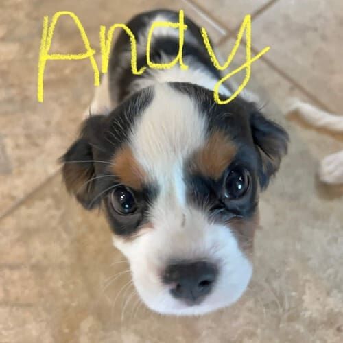 Springer spaniel puppy named Andy practicing potty training skills during an in-home session in Glendale Arizona