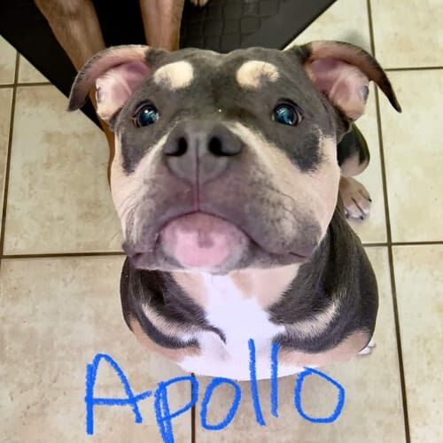 Bully mix named Apollo participating in in-home dog training in Phoenix Arizona