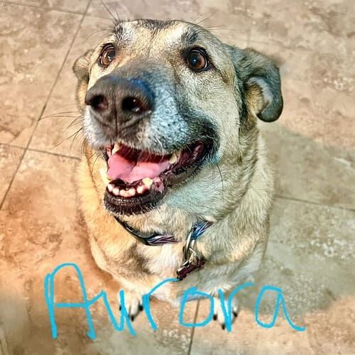 Shepherd mix named Aurora receiving in-home pet sitting care in Arrowhead Lakes Glendale Arizona