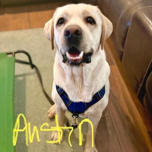 Labrador named Austin enjoying daily dog walking sessions in Glendale Arizona