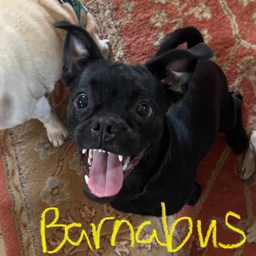 Puppy named Barnabus receiving in-home pet sitting care in Phoenix Arizona