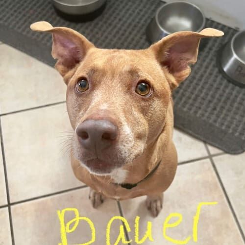 Pit bull terrier named Bauer receiving in-home pet sitting care in Glendale Arizona