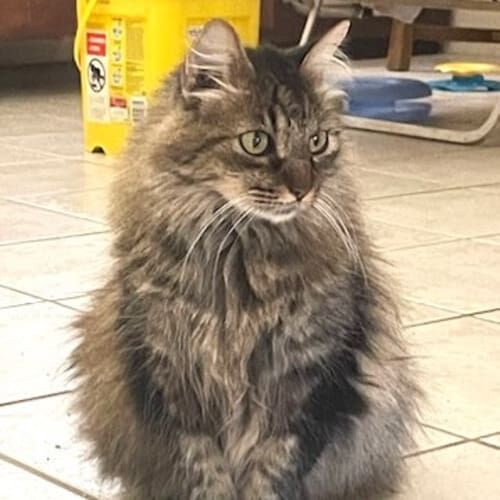 Cat sitting comfortably during a pet sitting visit in Phoenix Arizona