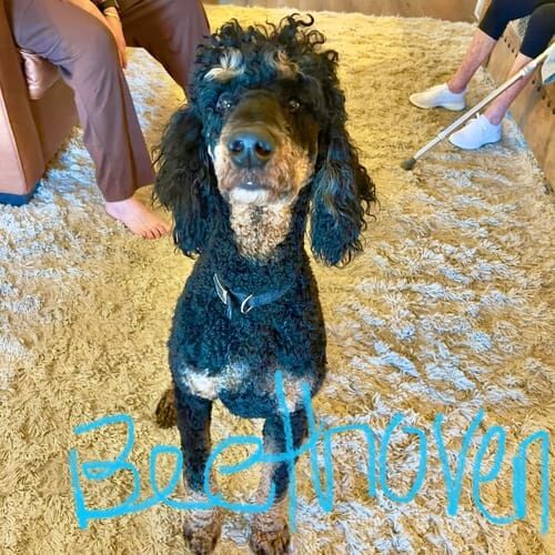 Standard Poodle Beethoven completed a positive reinforcement board and train while his mom had hip replacement surgery.