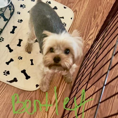 Yorkie puppy named Bentley learning potty training during a structured session in Sun City Arizona