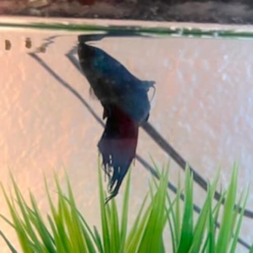 Betta fish receiving feeding during a pet sitting visit in Glendale Arizona