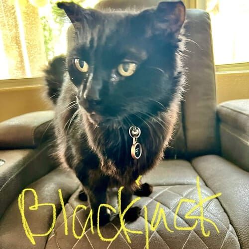 Black cat named Blackjack during a drop-in pet sitting visit at home in Glendale Arizona