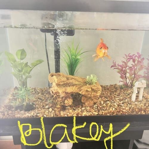 Goldfish named Blakey during a pet sitting visit in Litchfield Park Arizona