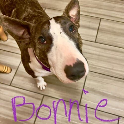 Bull terrier named Bonnie receiving drop-in pet sitting visits in Glendale Arizona