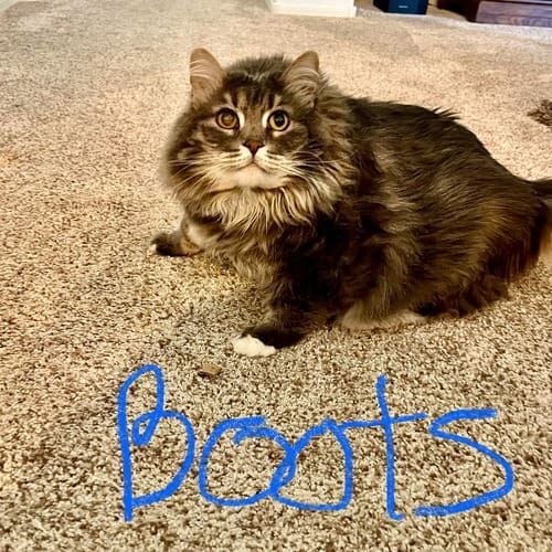 Senior cat named Boots is still lively and ready to play during a pet sitting visit in Glendale Arizona