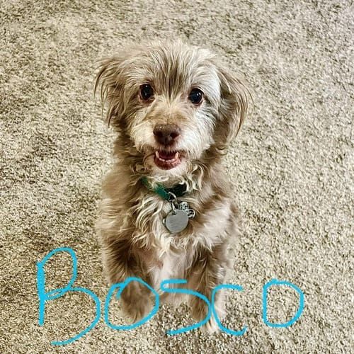 Small dog named Bosco enjoying midday dog walking sessions in Peoria Arizona