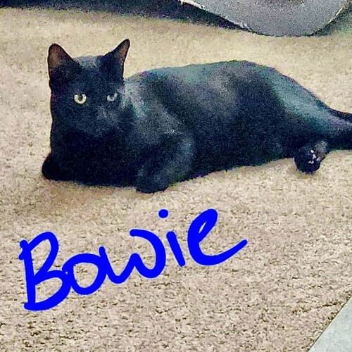 Black cat named Bowie resting overnight during in-home pet sitting in Phoenix Arizona
