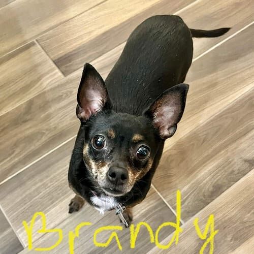 Small dog named Brandy working on behavior modification training using positive reinforcement at home in Peoria Arizona