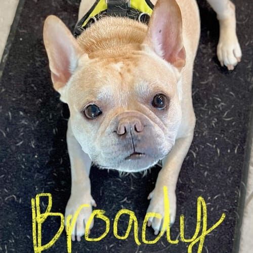 French bulldog named Brody working on leash reactivity training in Peoria Arizona